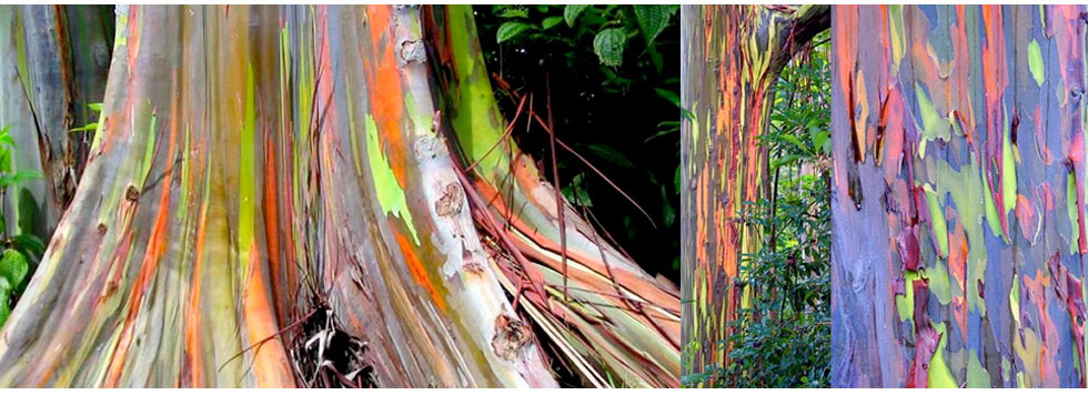 strange froots - L'écorce des eucalyptus - expression artistique naturelle