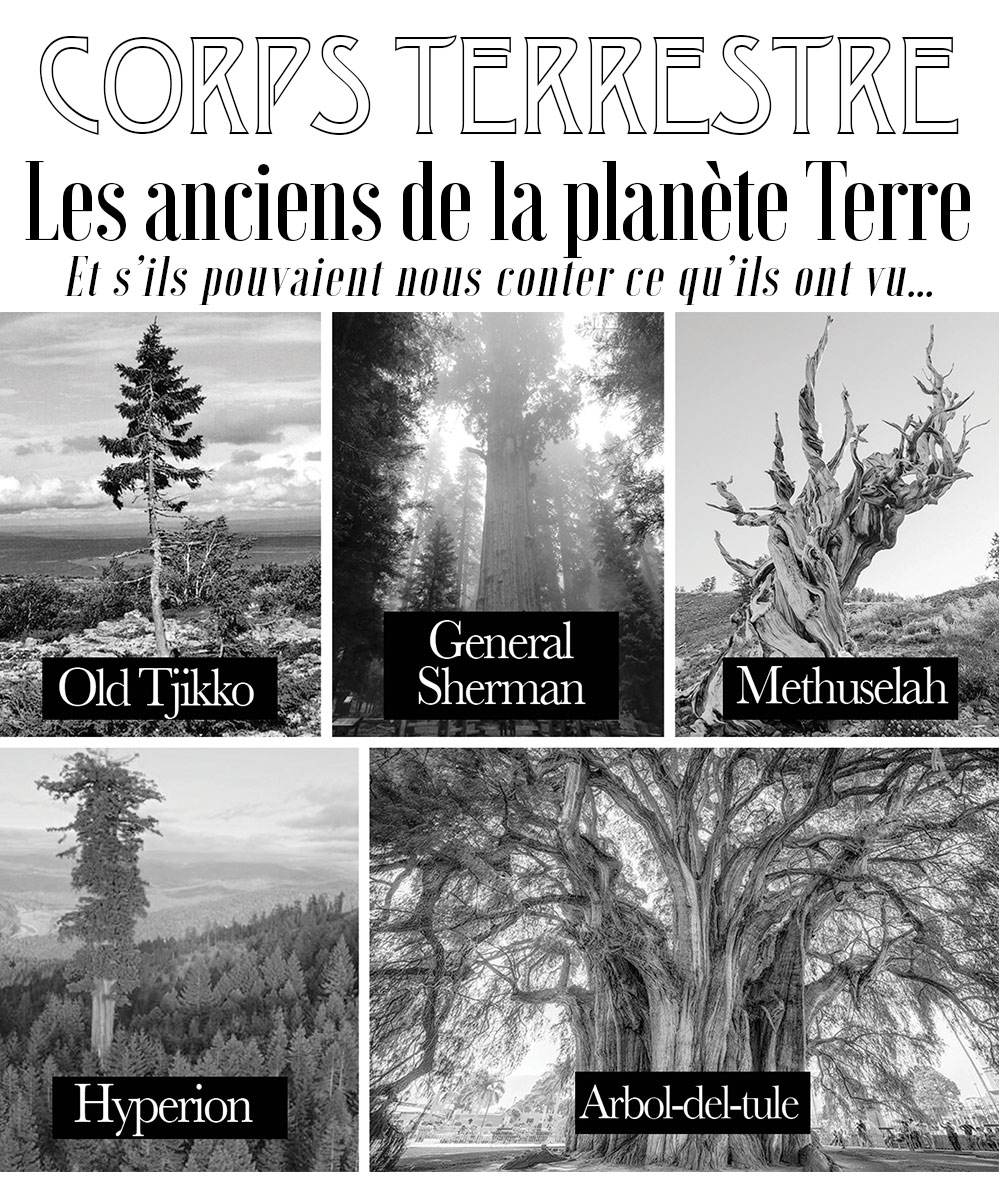 CORPS TERRESTRE - Les arbres les plus anciens de la planete terre